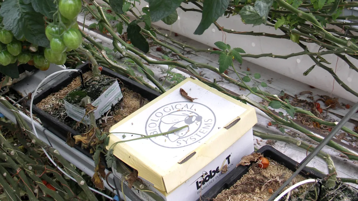 In Gewächshäusern dienen Hummeln zur Bestäubung. Sie können ähnlich wie Nützlinge von Züchtern bezogen werden. Foto: Matthias Wiedenau