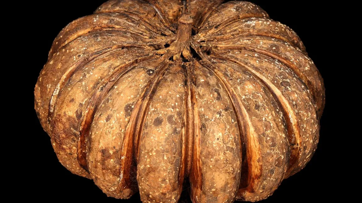 Die „explosiven“ Früchte des Baums erinnern an kleine Kürbisse. Foto: SAplants / wikimedia.org / CC BY-SA 4.0