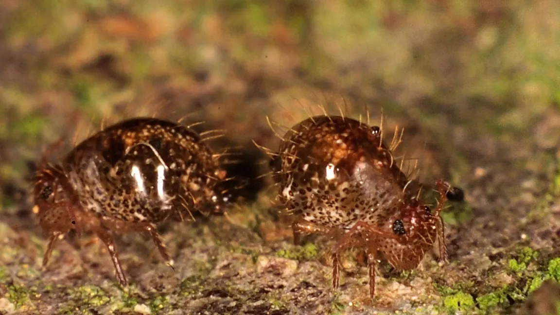 Zwei Dunkelbraune Kugelspringer beim Abgrasen von Algen auf Baumrinde. Foto: Andreas Stark, Ampyx-Verlag