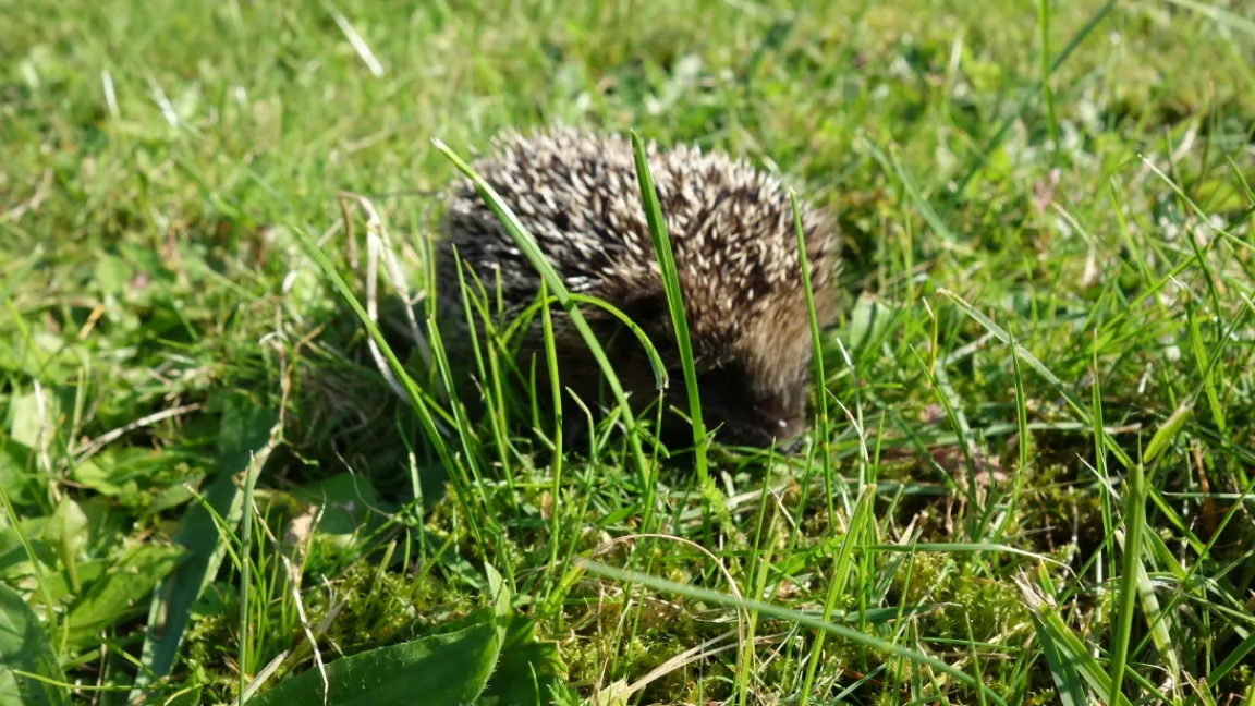 Wer dem nützlichen Igel im Garten eine Überwinterungsmöglichkeit schaffen möchte, bereitet ihm bei den Herbstarbeiten in einer Ecke des Gartens einen Unterschlupf aus Laub, Ästen/Zweigen und Totholz. Foto: Angelika Sontheimer