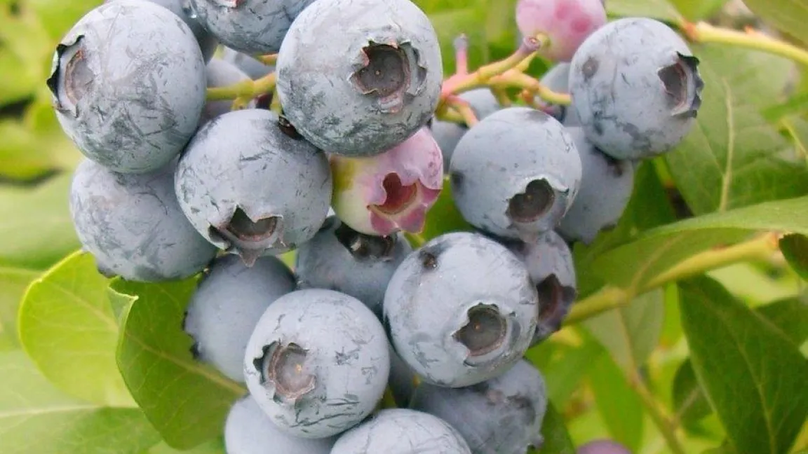 Heidelbeeren sind in Deutschland ab Ende Juni reif und haben dann bis in den September hinein Saison. Foto: Kompetenzzentrum Obstbau Bodensee