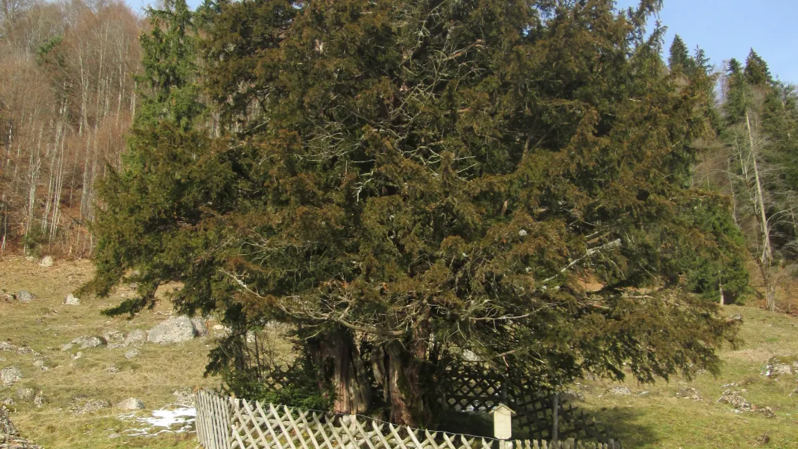 Eiben können sehr alt werden. Die "Alte Eibe von Balderschwang" steht im Landkreis Oberallgäu und wird auf 1000 bis 1500 Jahre geschätzt. Foto: IVA