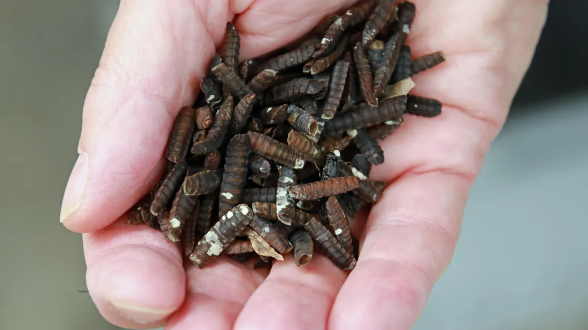 Leere Puppen von Hermetia-Fliegen. Foto: Catrin Hahn