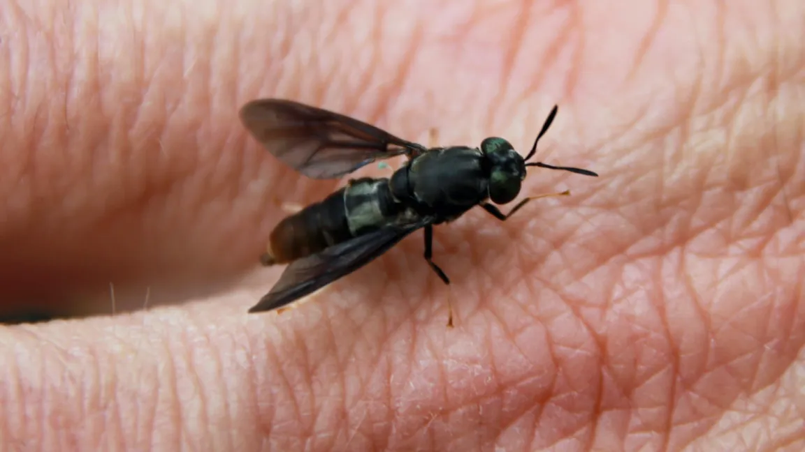 Frisch geschlüpfte Fliege. Foto: Catrin Hahn