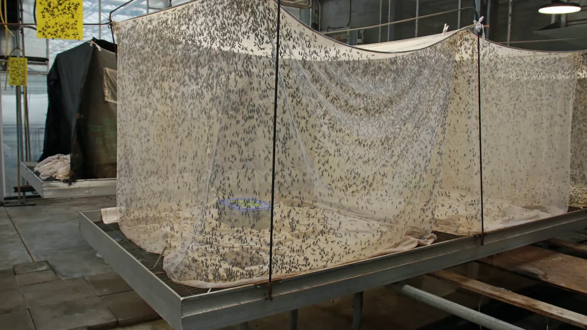 In solchen Zelten leben die frisch geschlüpften Fliegen etwa zwölf Tage lang. Foto: Catrin Hahn