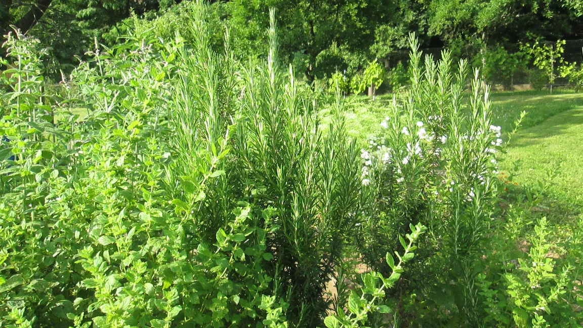 Für Rosmarin im Garten gibt es vielerlei Verwendungsmöglichkeiten, z.B. .... Foto: IVA