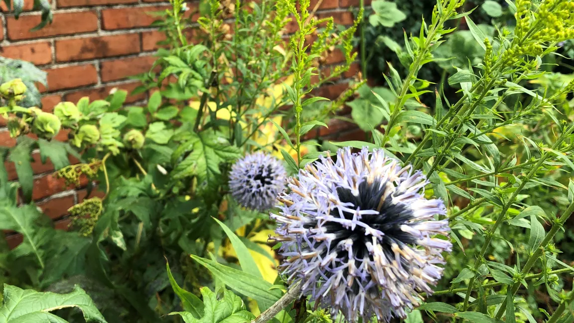 Echinops ritro liebt es sonnig und trocken. Foto: Melanie Kirk-Mechtel