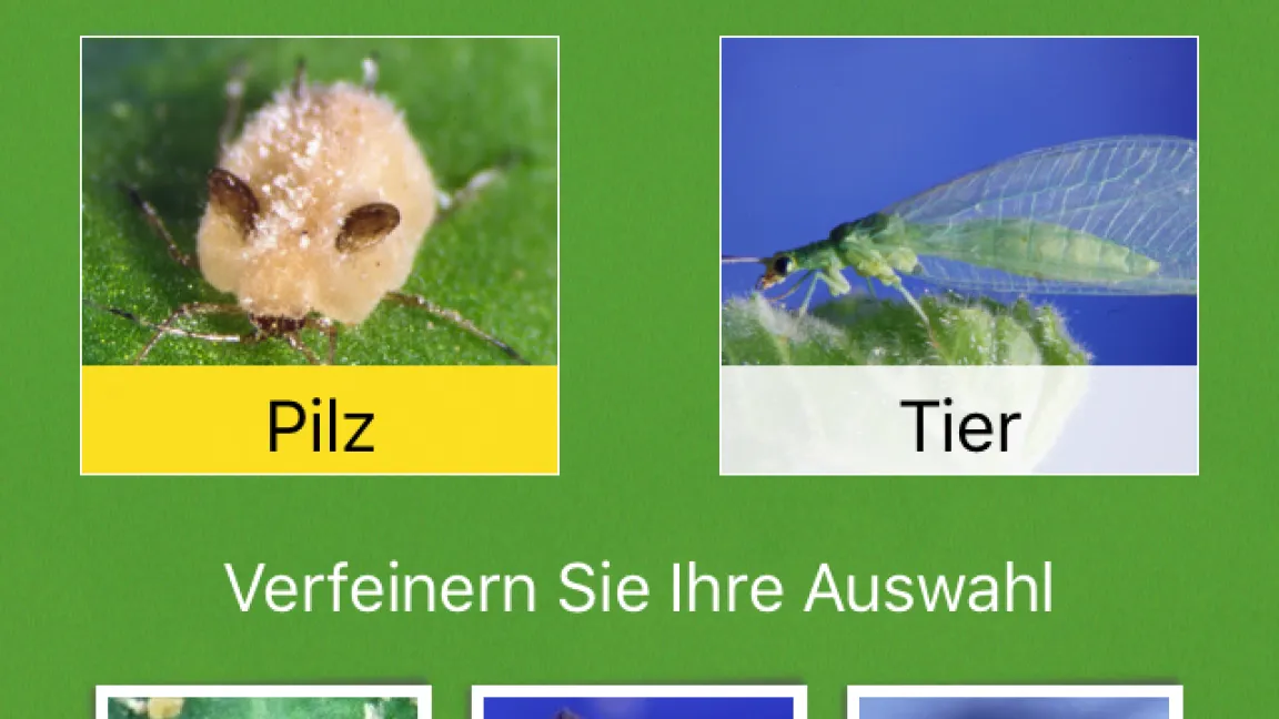 Mit der Funktion "Nützlinge bestimmen" lässt sich der gesuchte Nützling Schritt für Schritt identifizieren. Ein Steckbrief fasst Wissenswertes über den Nützling zusammen. Foto: aid-App "Nützlinge im Garten"
