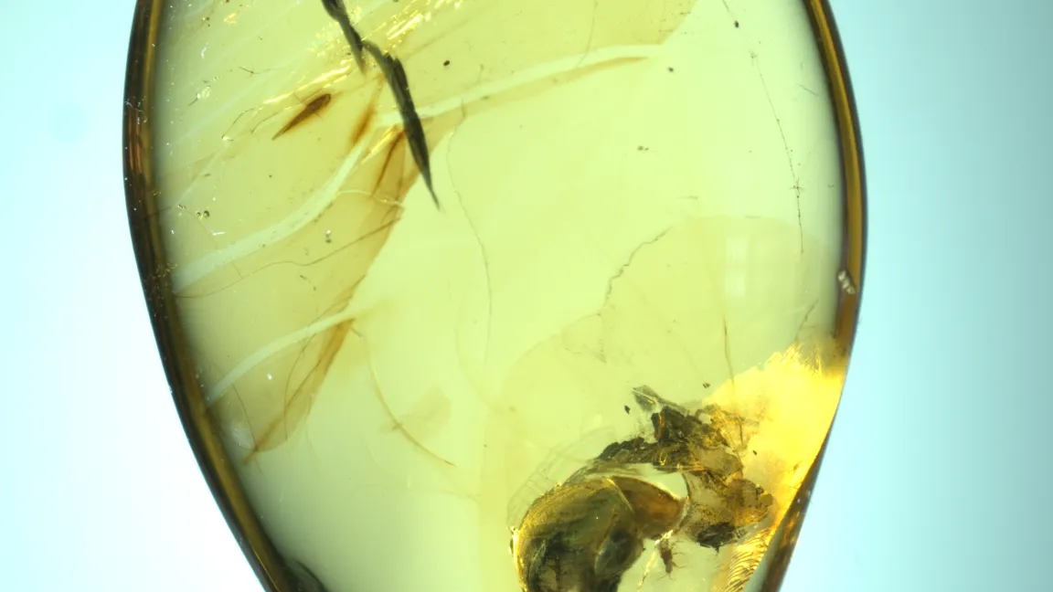 In Bernstein eingeschlossene Angimordella burmitina. Foto: Nanjiing Institute of Geology and Palaeontology