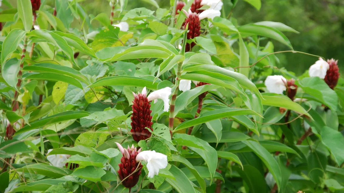 Blütenstand des Ingwers. Foto: Fotolia