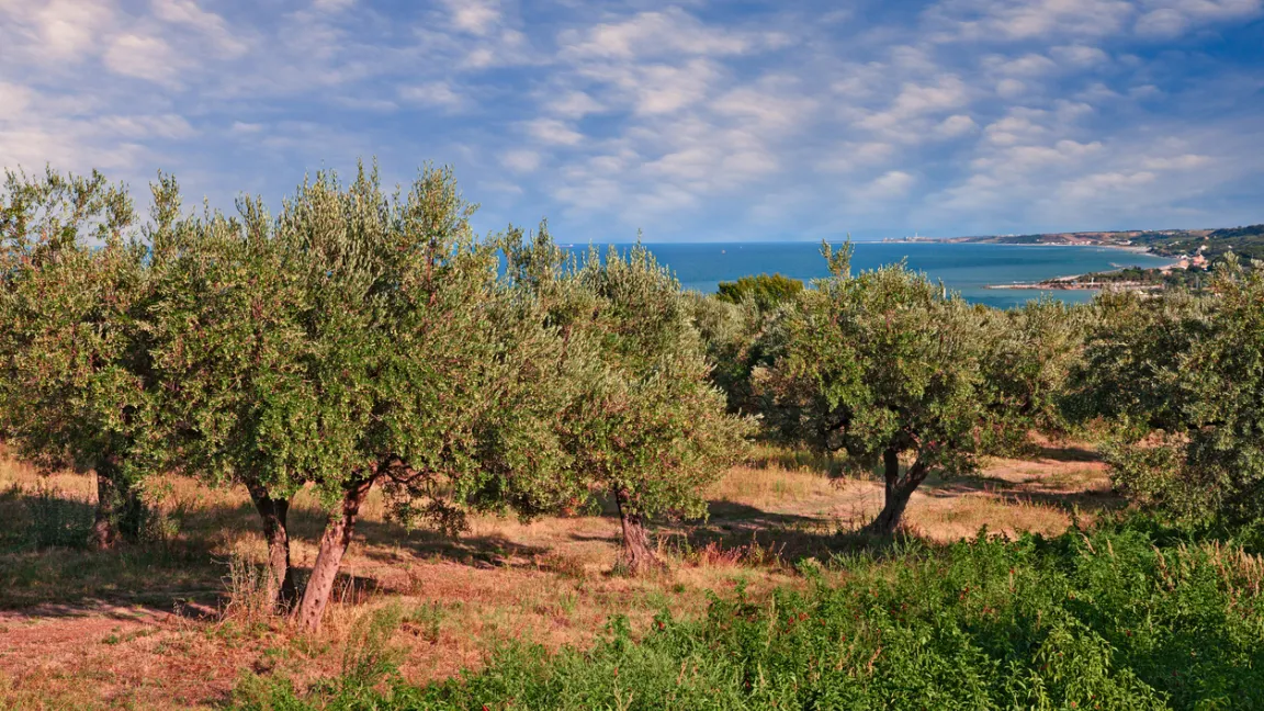 Der Olivenbaum wächst im gesamten Mittelmeerraum. Foto: iStock