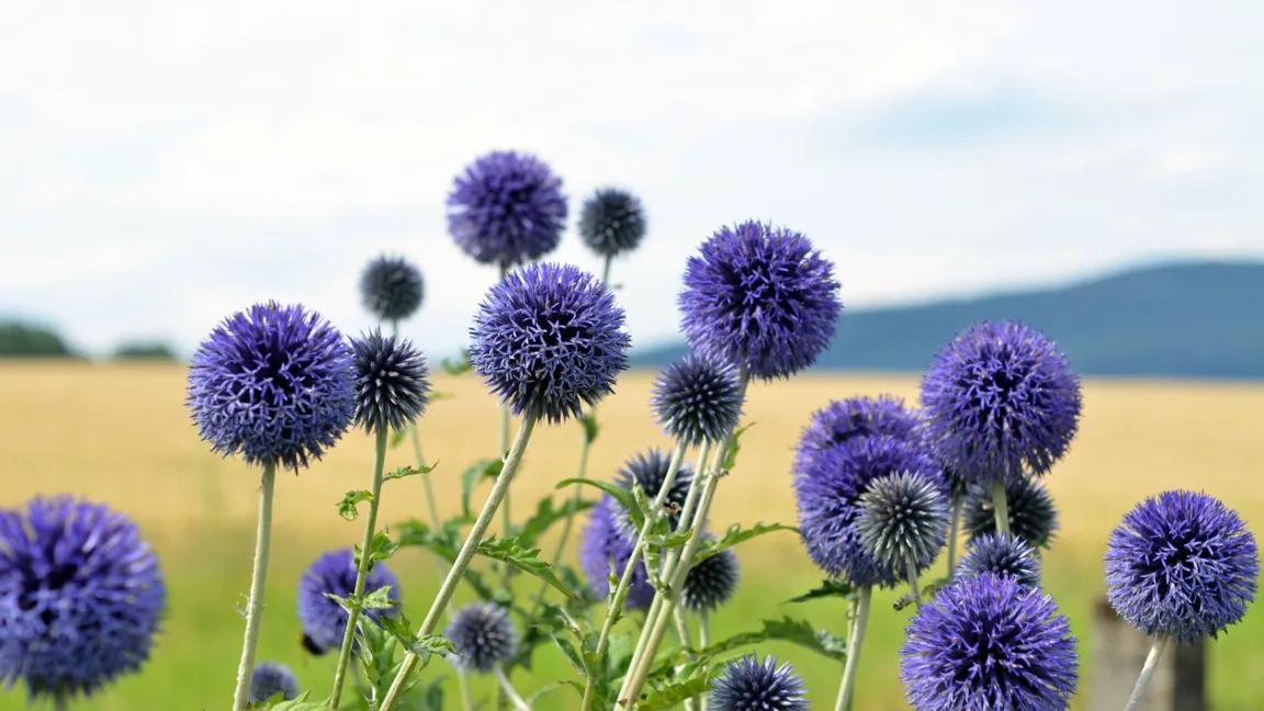 Kugeldisteln sind ein Schmuck für jeden Garten. Foto: iStock