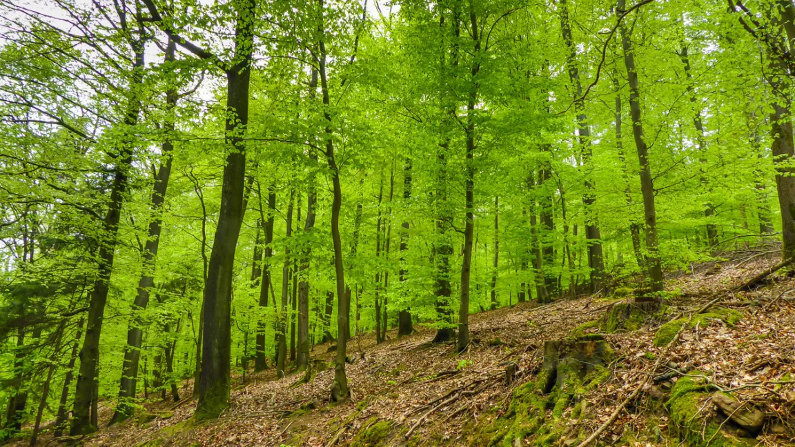 Jüngere Buchen scheinen gut mit den Klimaveränderungen umgehen zu können. Foto: iStock