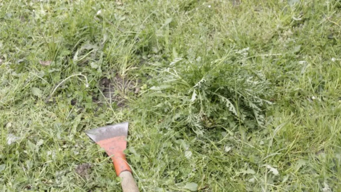 Wehret den Anfängen: Einzelne Pflanzen können ausgestochen werden, bei großflächigem Befall wird eine chemische Bekämpfung notwendig.