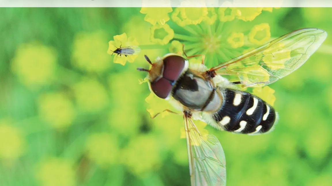 Heute befasst sich das JKI-Fachinstitut für Biologischen Pflanzenschutz mit der Erforschung biologischer Bekämpfungsstrategien gegen verschiedene Bodenschädlinge, wie zum Beispiel Maikäferengerlinge, Drahtwürmer und Eulenraupen. Foto: JKI
