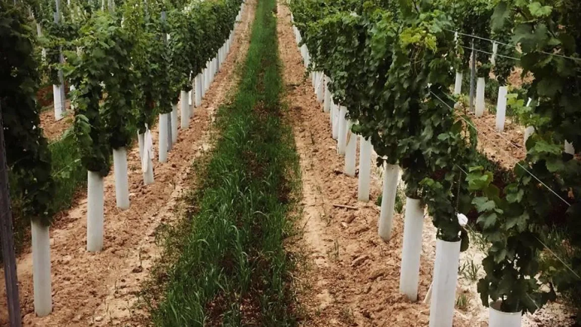 Junge Rebstöcke mit noch schwach entwickelten Wurzeln mussten im trockenen Sommer 2018 regelmäßig bewässert werden. Foto: privat