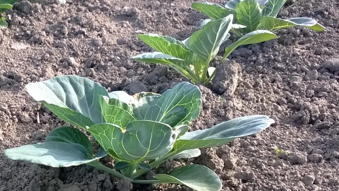 Junge Weißkohlpflanzen noch vor der Kopfbildung. Foto: Matthias Wiedenau