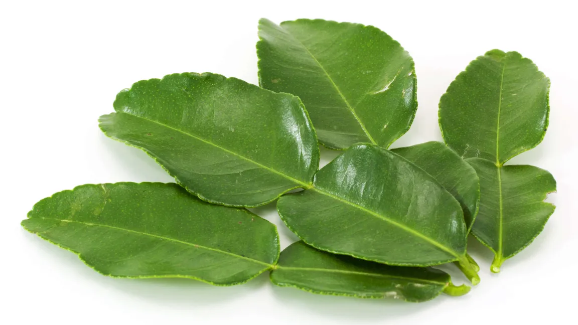 Besser sind frische oder tiefgekühlte Kaffirlimettenblätter aus dem Asia-Laden. Foto: AdobeStock