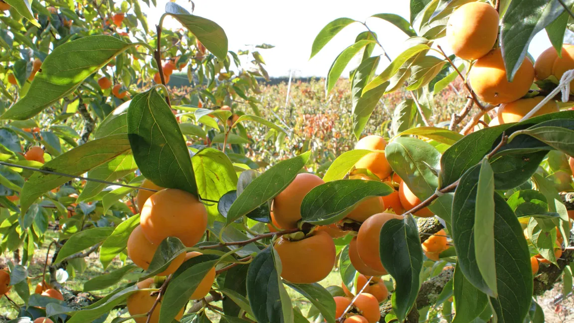 Kakis stammen ursprünglich aus Ostasien. Heute gibt es auch eine namhafte Produktion in Spanien in der Region um Valencia. Foto: iStock