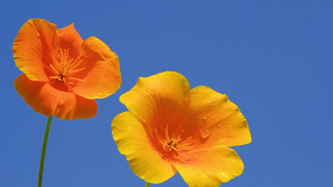 Die leuchtende Blüte des Goldmohns ist nur bei Sonnenschein geöffnet. Foto: Fotolia