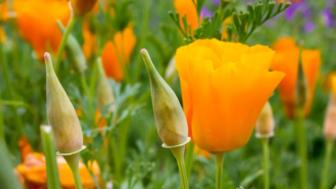 Der Name Schlafmützchen passt doppelt: Die Inhaltsstoffe der Pflanze sind schlaffördernd und ihre geschlossene Blüte erinnert an eine altertümliche Schlafmütze. Foto: Fotolia
