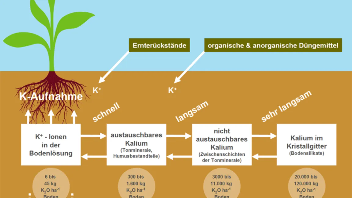 Kalium liegt in großen im Boden vor, der weitaus größte Anteil ist aber nicht pflanzenverfügbar. Foto: K+S Aktiengesellschaft