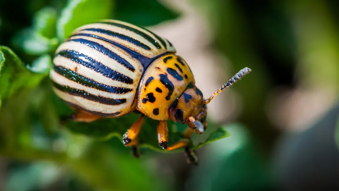 Mit ihm fing alles an: Der Kartoffelkäfer, große Bedrohung für die Kartoffelernten des Landes, gab Ausschlag für die Gründung eines staatlichen Instituts zu seiner Bekämpfung. Foto: adobestock