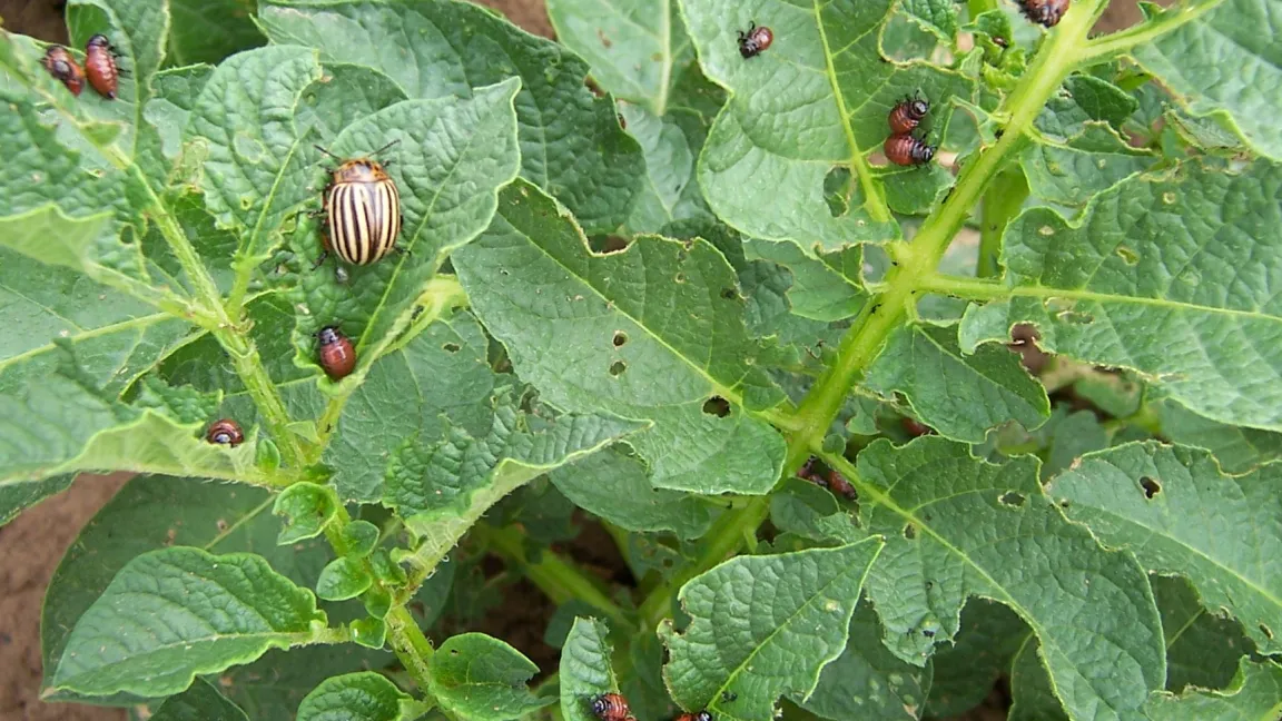 Der Kartoffelkäfer und seine Larven können ganze Kartoffelfelder in kurzer Zeit kahl fressen. Prognosemodelle der ZEPP warnen davor. Foto: ZEPP