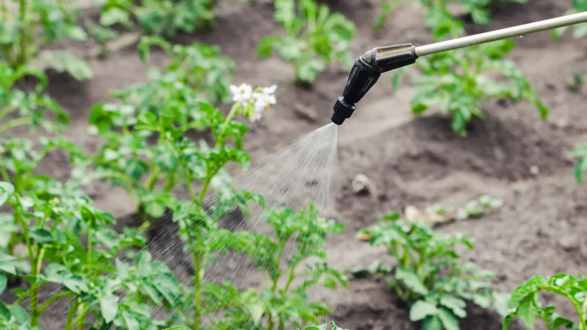 Einfach besprühen und schon ist die Pflanze gegen Dürre gewappnet? Was wie Science Fiction klingt, könnte in der Züchtung zukünftig durchaus eintreffen. Foto: iStock