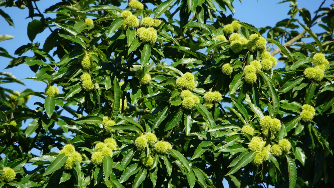 Kastanienbaum mit Früchten. Foto: Fotolia