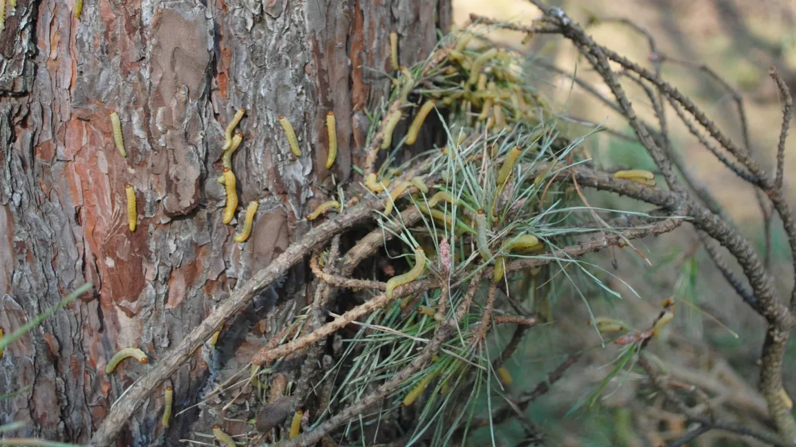 Im Jahr 2016 fand in Niedersachsen und Sachsen-Anhalt eine Massenvermehrung der Kiefernbuschhornblattwespen (Diprion pini) statt, die mit Hubschraubern aus der Luft bekämpft werden musste. Foto: Habermann