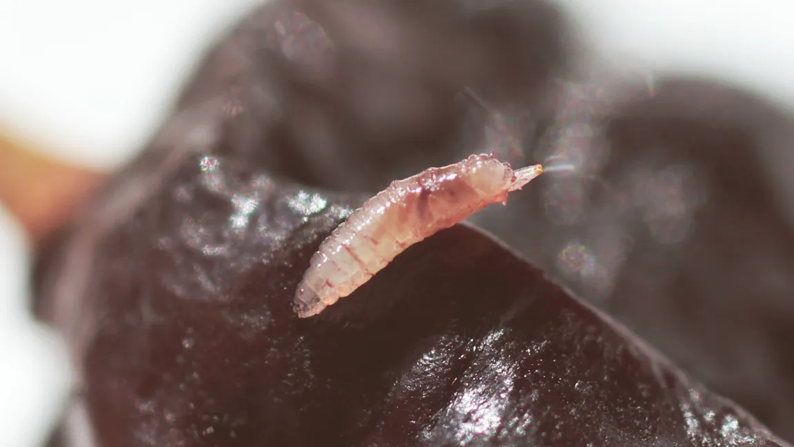 Obstbauern fürchteten auch in der Saison 2016 die Kirschessigfliege - sie macht Steinobst und Beeren ungenießbar. Foto: Christoph Hoyer