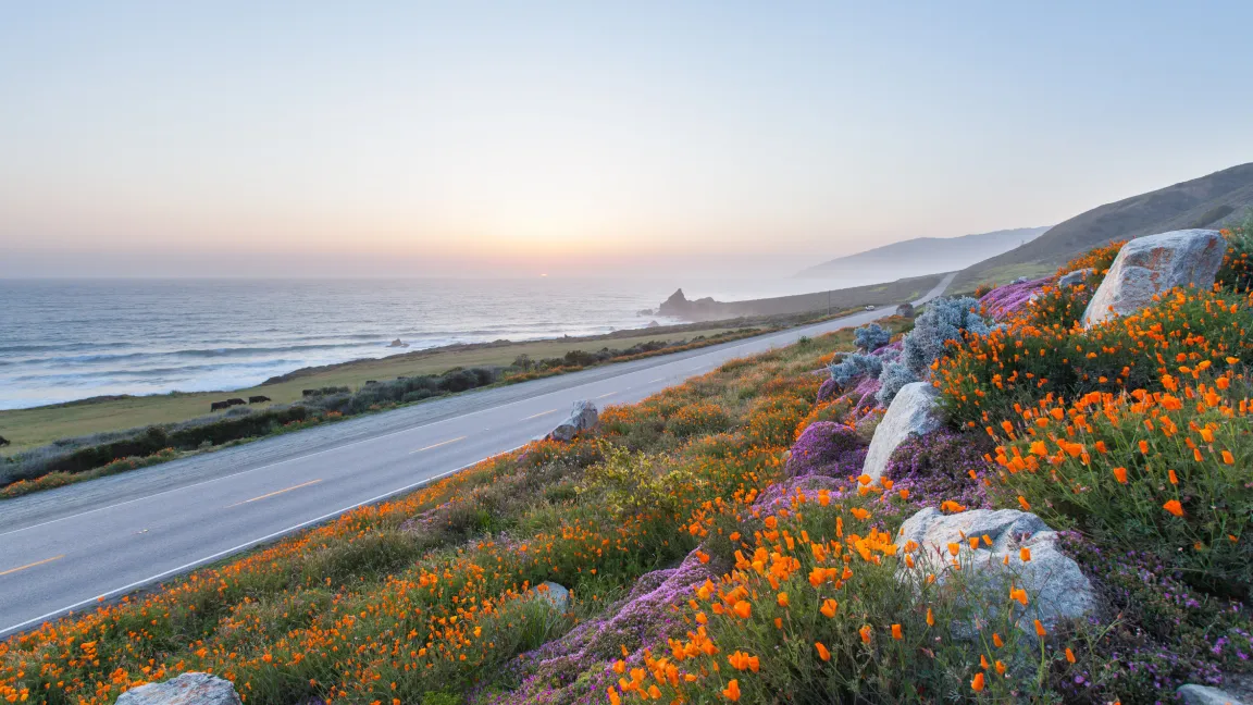 In den südwestlichen Bundesstaaten der USA überzieht der Kalifornische Mohn zur Blütezeit große Landflächen. Foto: Fotolia