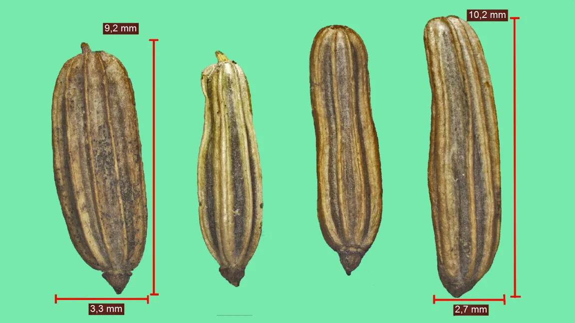 Die Samen des Fenchels enthalten ätherische Öle, die ihn als Heil- und Gewürzpflanze bekannt gemacht hat. Sie dienen aber auch zur geschmacklichen Abrundung von alkoholischen Getränken wie Pastis oder Ouzo. Foto: Rainer Rueff und Josef Schlaghecken