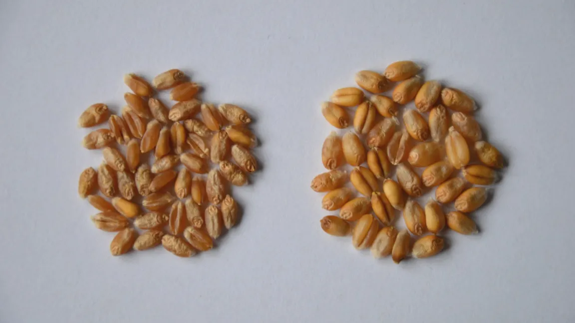 Links: Kleine, notreife Körner von einem Standort mit schlechter Wasserversorgung. Rechts: Normal entwickelte Körner von einem besseren Standort. Die Probe wurde zeitgleich genommen, die Sorte ist identisch. Foto: Matthias Wiedenau