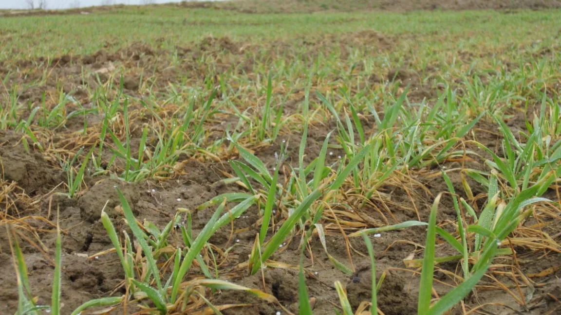 Mit gezielter Düngung werden die Pflanzen bedarfsgerecht ernährt. Foto: Matthias Wiedenau