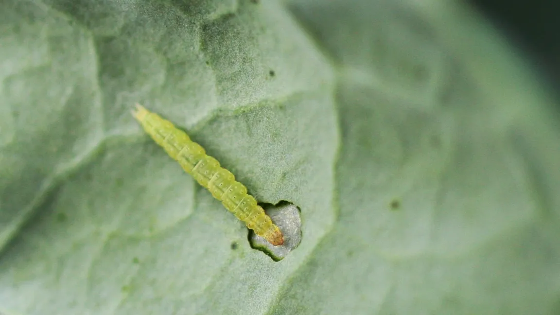 Die Kohlschabe zum Beispiel (Plutella xylostella) richtet enormen Schaden an. Foto: Christoph Hoyer