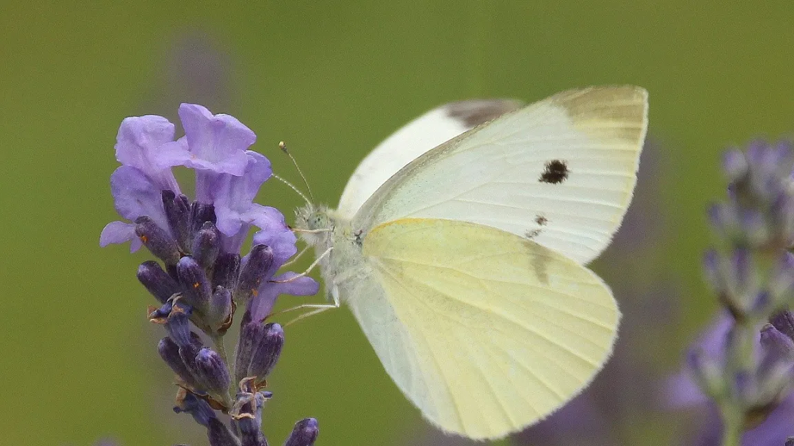 Der schöne Schmetterling des Kohlweißlings ist für viele Menschen ein Sympathieträger. Doch seine gefräßigen Raupen sind weit verbreitete Schädlinge im Kohlanbau. Foto: Myriams Fotos / Pixabay