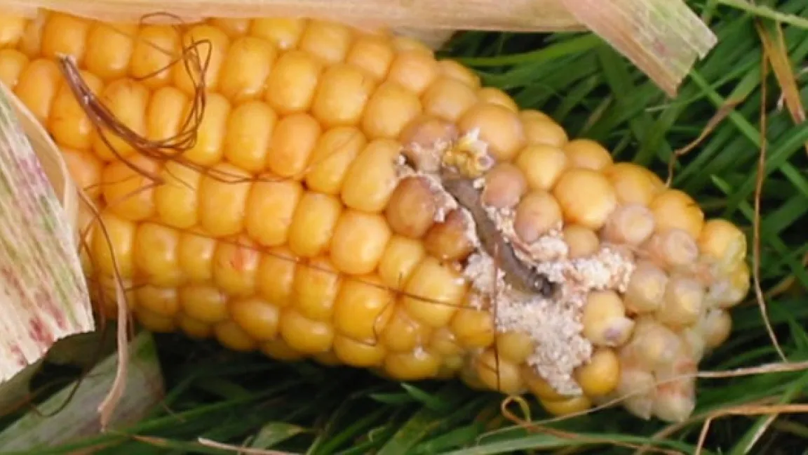 Maiszünslerlarven bohren sich durch Stängel und Kolben. Foto: Biosicherheit