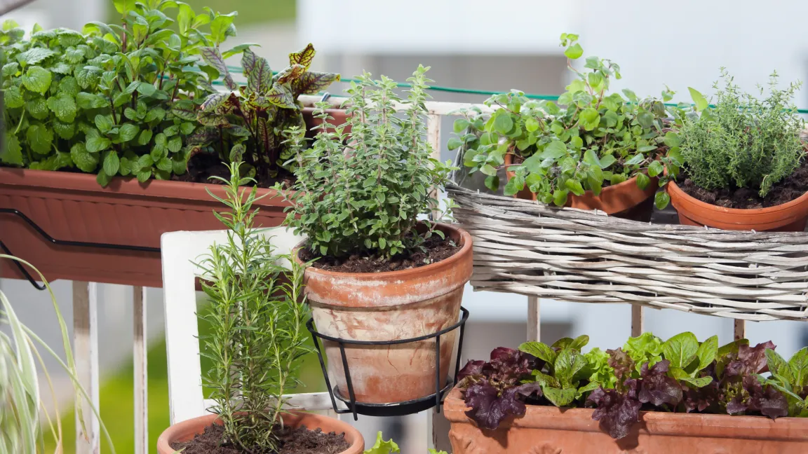Auch "Urban Gardening" wird immer beliebter. Gemüse und Kräuter zum Beispiel können auch auf dem Balkon gezogen werden. Foto: Fotolia