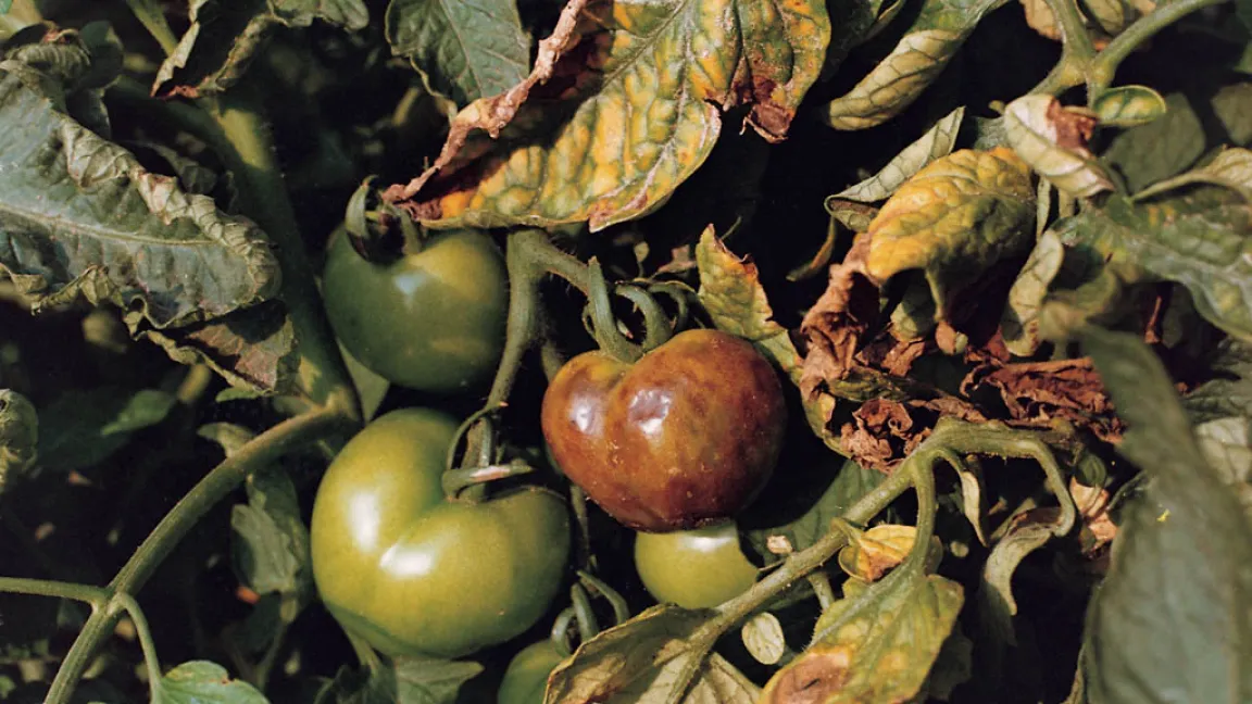 Krautfäule an Tomaten. Foto: Bayer AG, Division CropScience