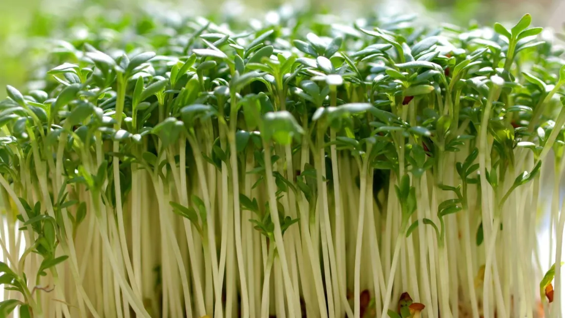 Kressesprossen sind problemlos zu ziehen und schmecken pikant und würzig-scharf. Ihre Senföle regen den Stoffwechsel und die Nieren an. Sie enthalten reichlich Vitamin C und D. Foto: G. Winter / Pixelio