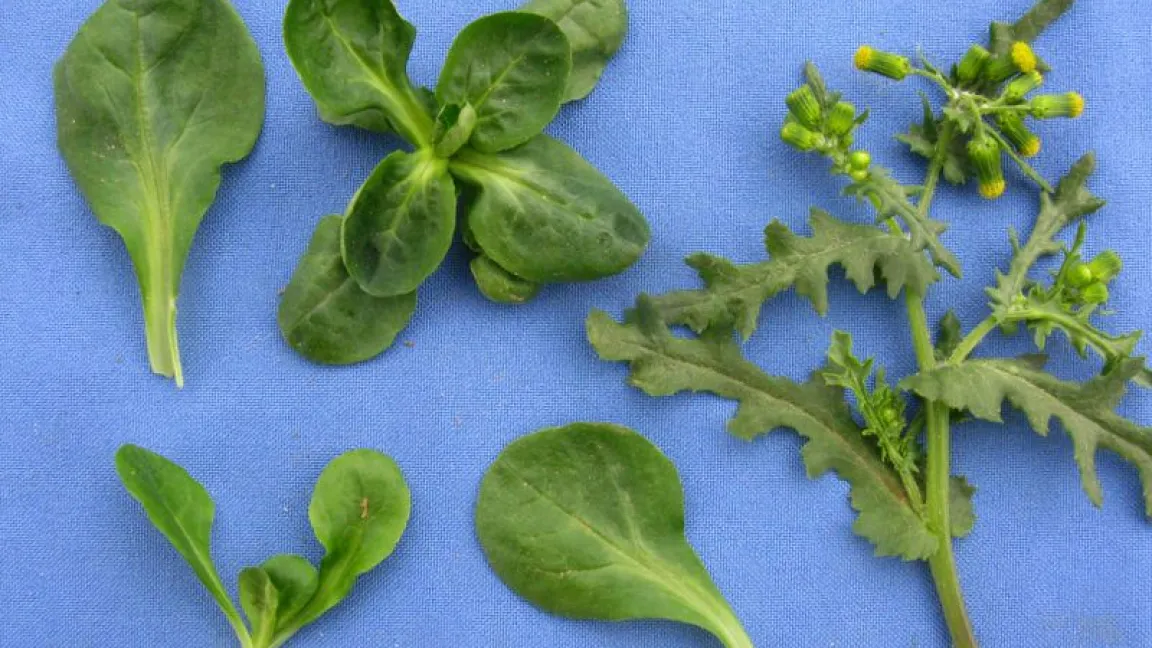 Das Gemeine Kreuzkraut (rechts) kann als giftiges Unkraut im Freilandanbau von Feldsalat auftreten. Foto: Hortipendium