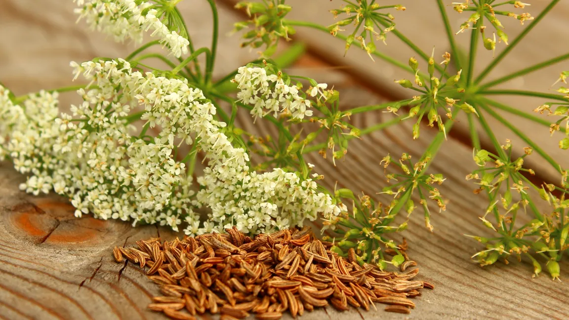 Der Echte Kümmel ist die "Arzneipflanze des Jahres 2016". Hier sieht man Kümmeldolden und Kümmelsamen. Foto: Fotolia