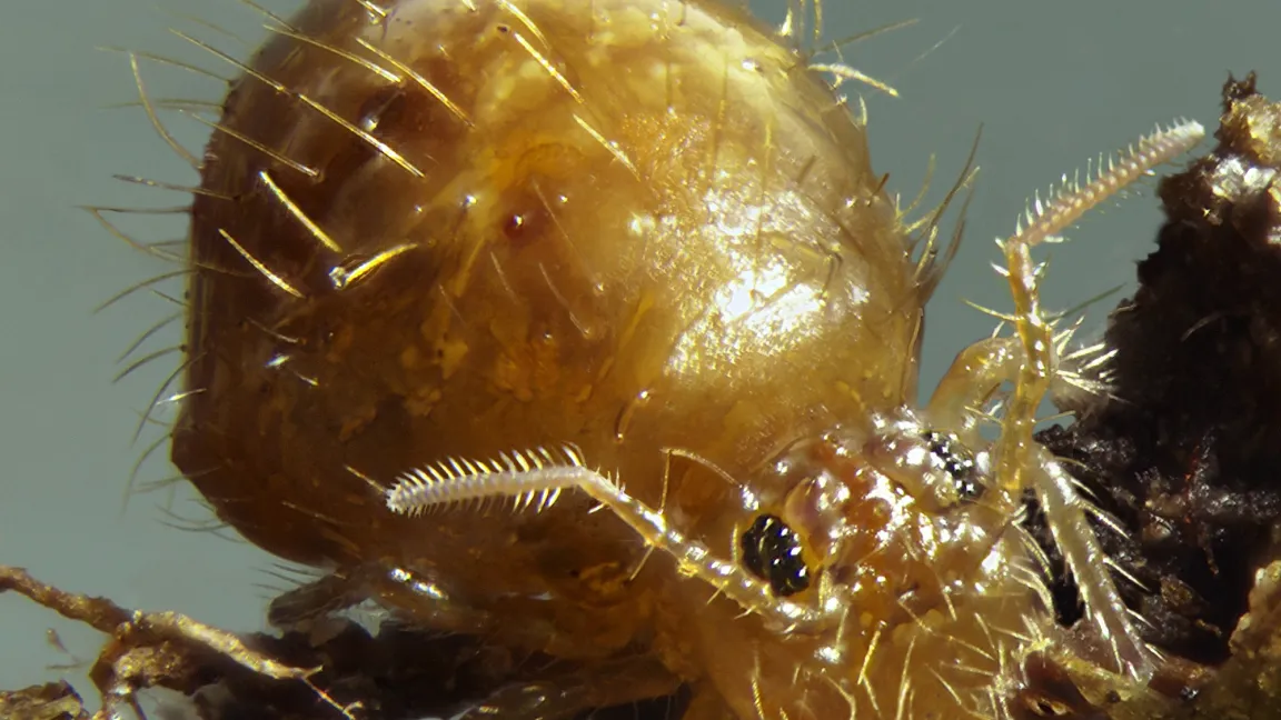 Der Dunkelbraune Kugelspringer etwas heller. Die Mundwerkzeuge sind versteckt in einer Mundhöhle und nicht zu sehen, wie sonst bei Insekten. Foto: Andreas Stark, Ampyx-Verlag