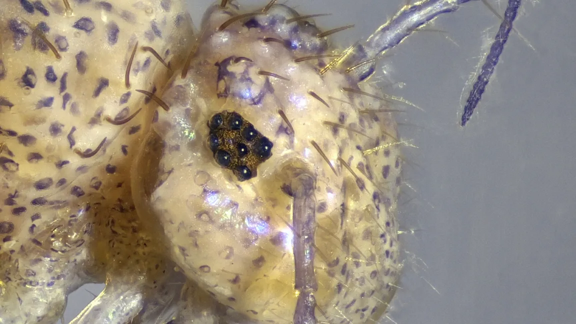 Der Kopf einer lepardartig gefärbten Form des Dunkelbraunen Kugelspringers. Bemerkenswert sind die acht Punktaugen. Foto: Andreas Stark, Ampyx-Verlag