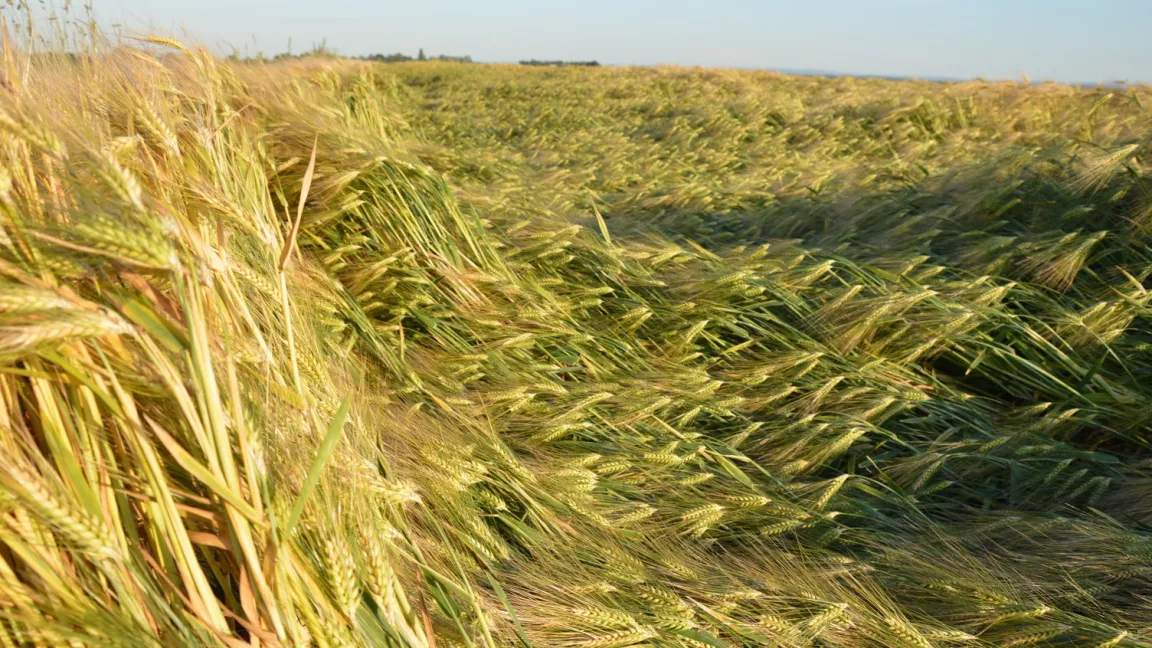 Lagerndes Getreide (hier Gerste) senkt den Ertrag und erschwert die Ernte. Emmer ist durch seine Wuchslänge besonders gefährdet. Foto: Matthias Wiedenau