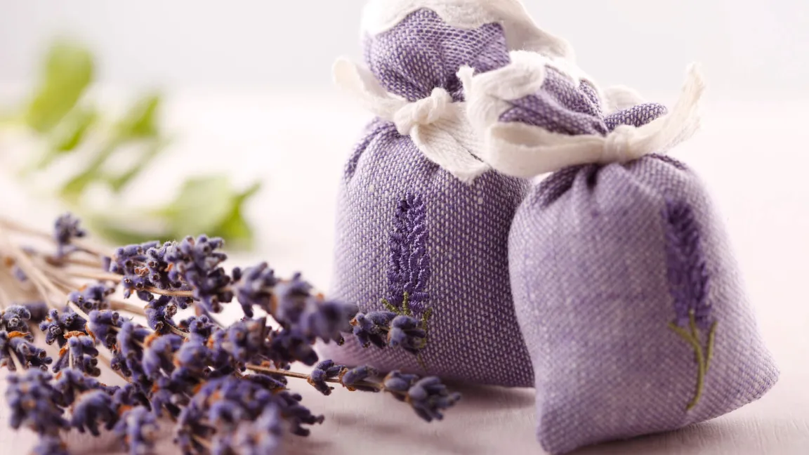 Die Wirkung von Lavendel als natürlichem Motten-Repellent erkannte Hildegard von Bingen, die große Heilkundlerin und "Pflanzen-Klosterfrau" des frühen Mittelalters. Foto: istock
