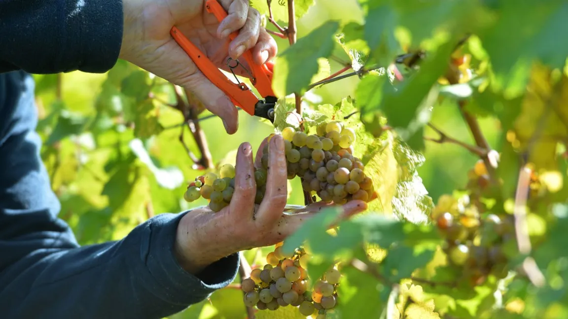 Die Lese hat in allen Anbaugebieten durchweg gute bis sehr gute Qualitäten hervorgebracht. Die Trauben waren aromatisch, kerngesund und hatten ein überdurchschnittliches Mostgewicht. Foto: deutscheweine.de