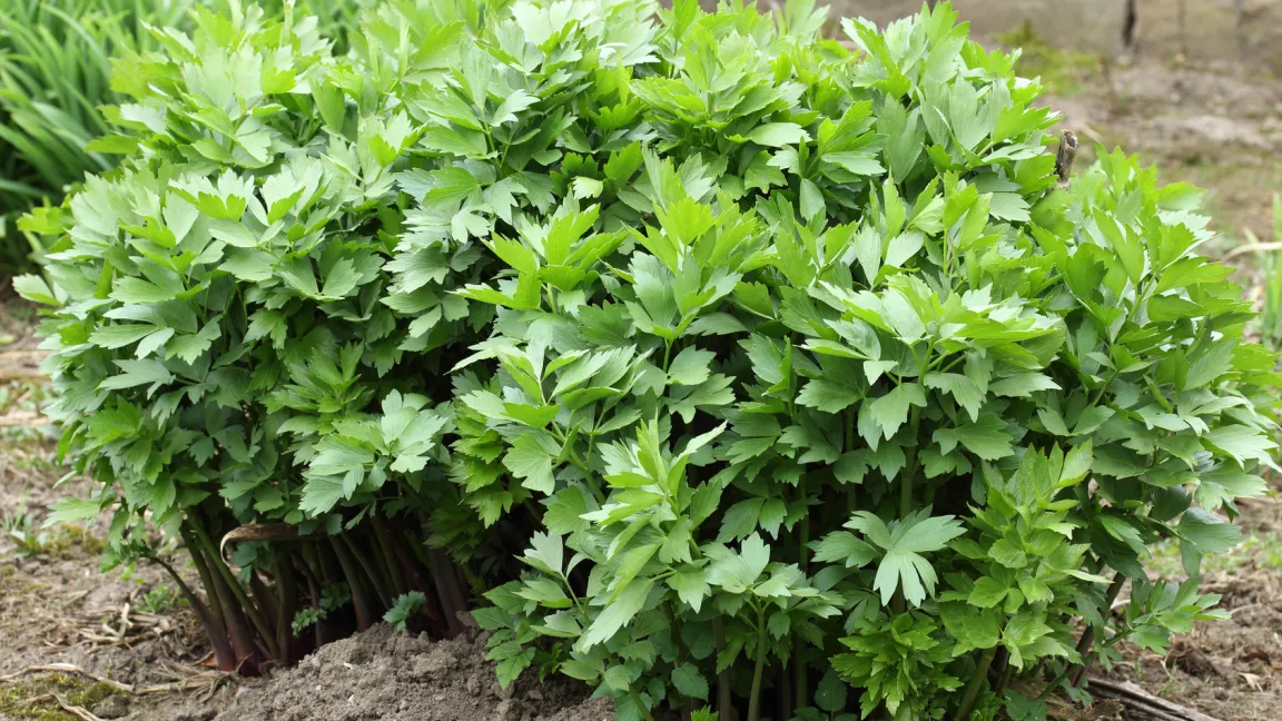 Im Garten kann die Staude bis zu 2 Meter hoch werden. Foto: Fotolia